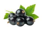 Black Currant