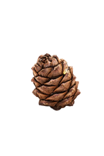 Cedar