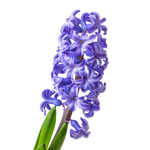 Hyacinth