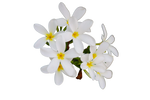 Jasmine
