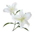 Lily