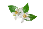 Orange Blossom Parada