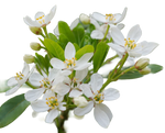 Orange Blossom