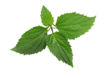 Patchouli
