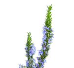 Rosemary